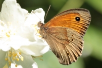 *(17800) Le Myrtil (Lpidoptre - Lycaenidae - Maniola jurtina)